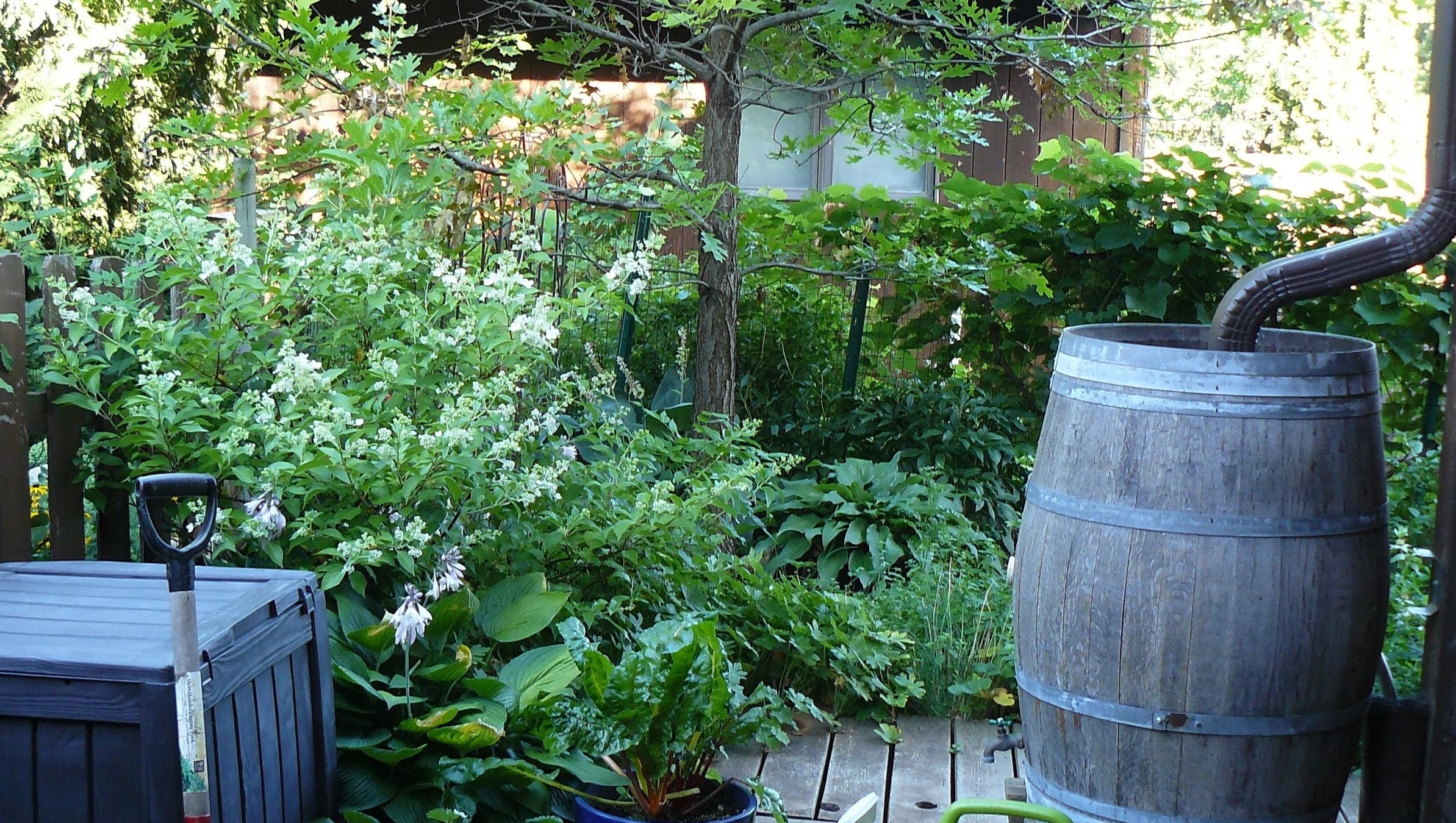 Rain Barrels